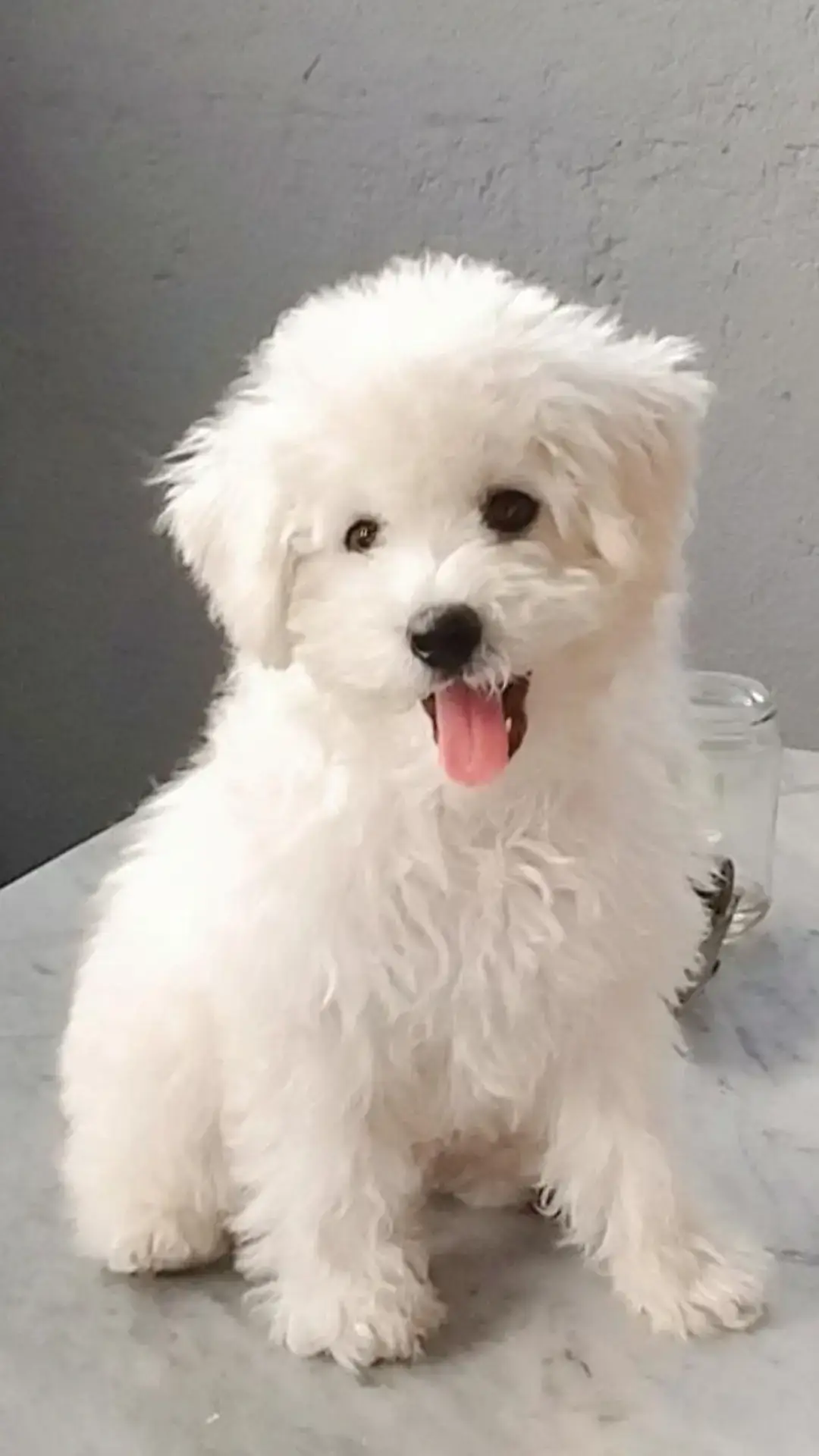 #bichon #fyp 