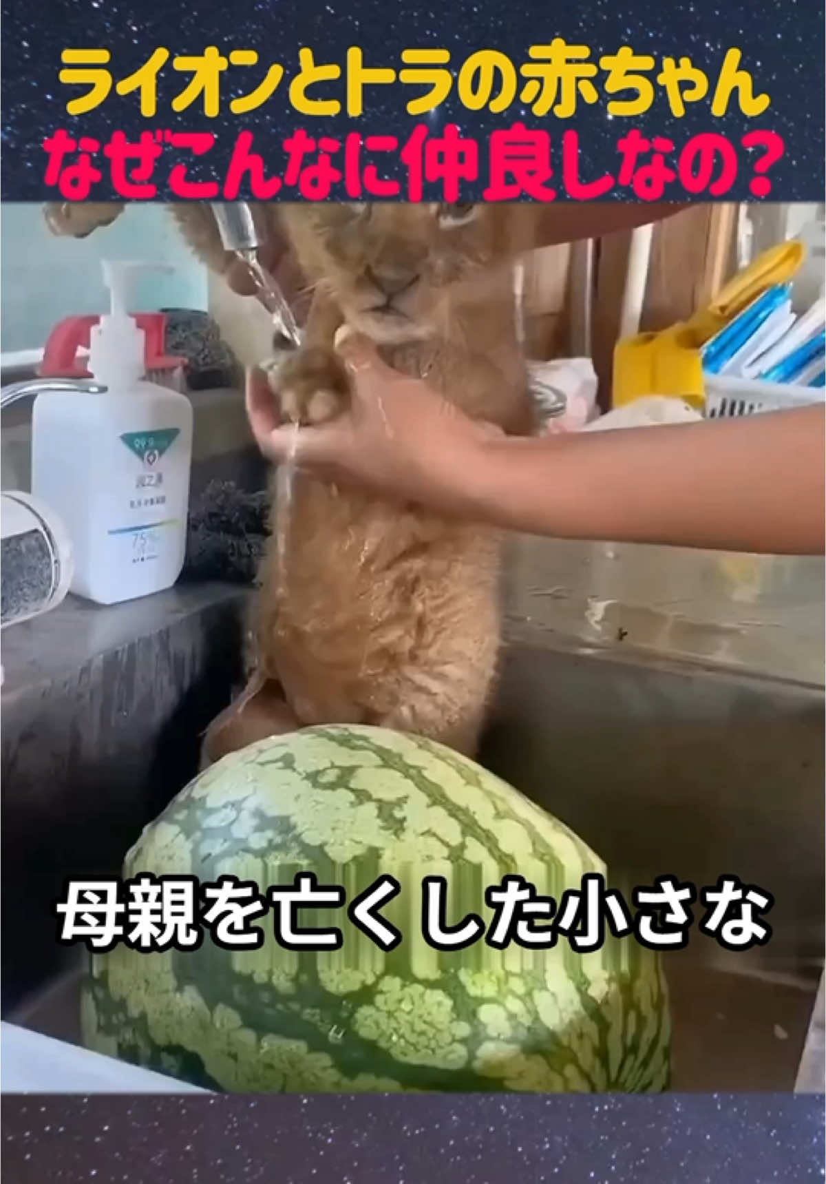 ライオンとトラ、なぜこんなに仲良しなの？#動物 #ライオン #トラ #動物の友情 #飼育員の愛情