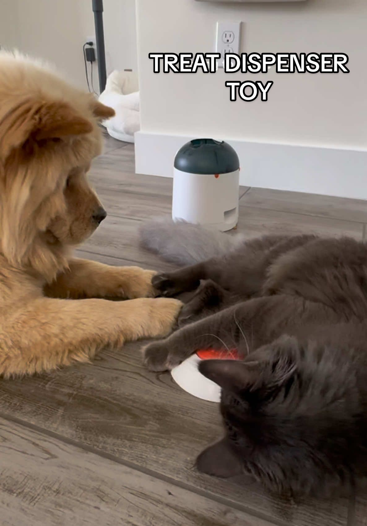 This is his favorite part of his day 🤣😭  #cat #dog #treatdispensingtoy #dogtoy #enrichment #dogpuzzle 