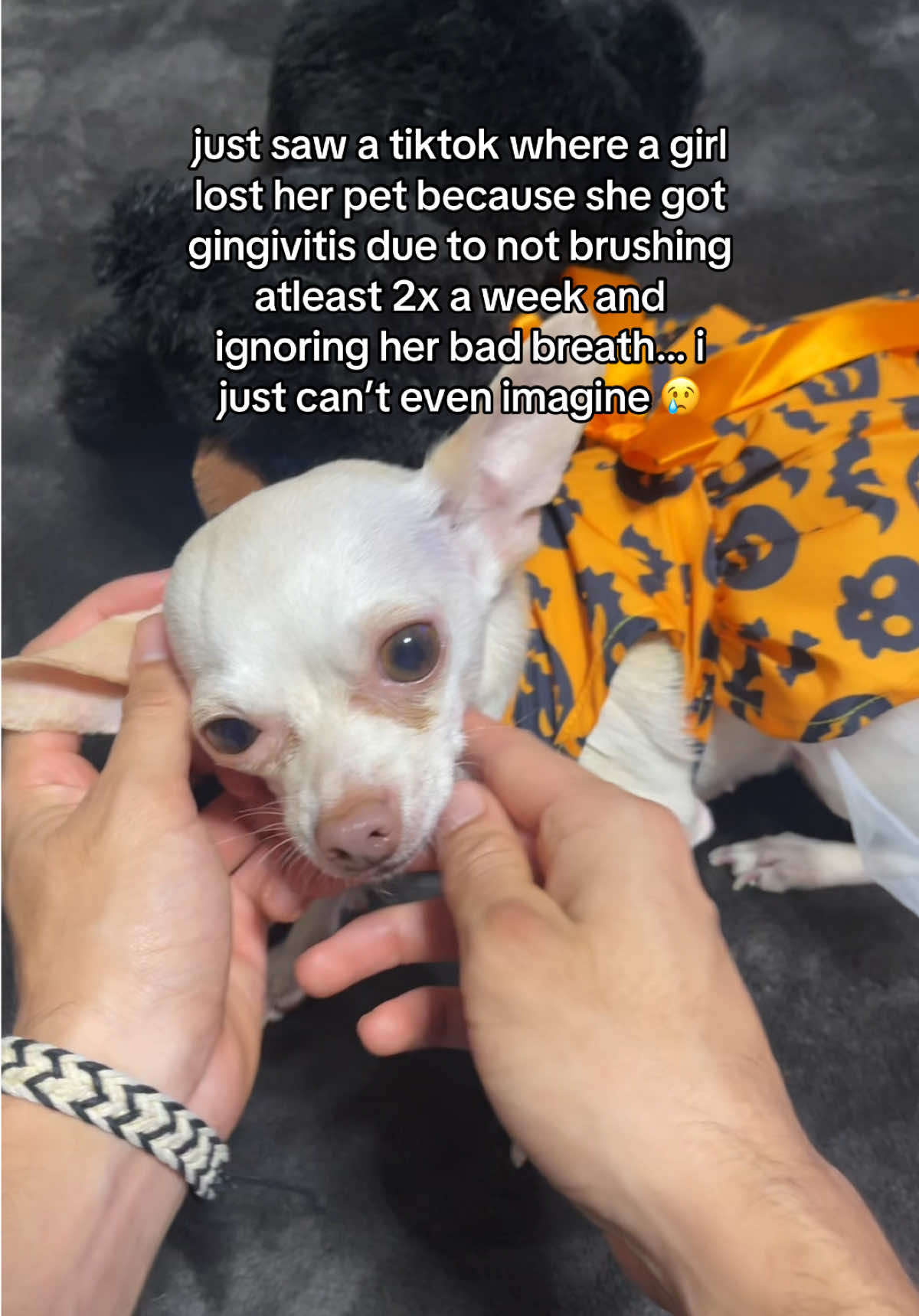 and so many people dont know this is common #pets #PetsOfTikTok #petproducts #pettips #TiktokShopBlackFriday #drpaws 