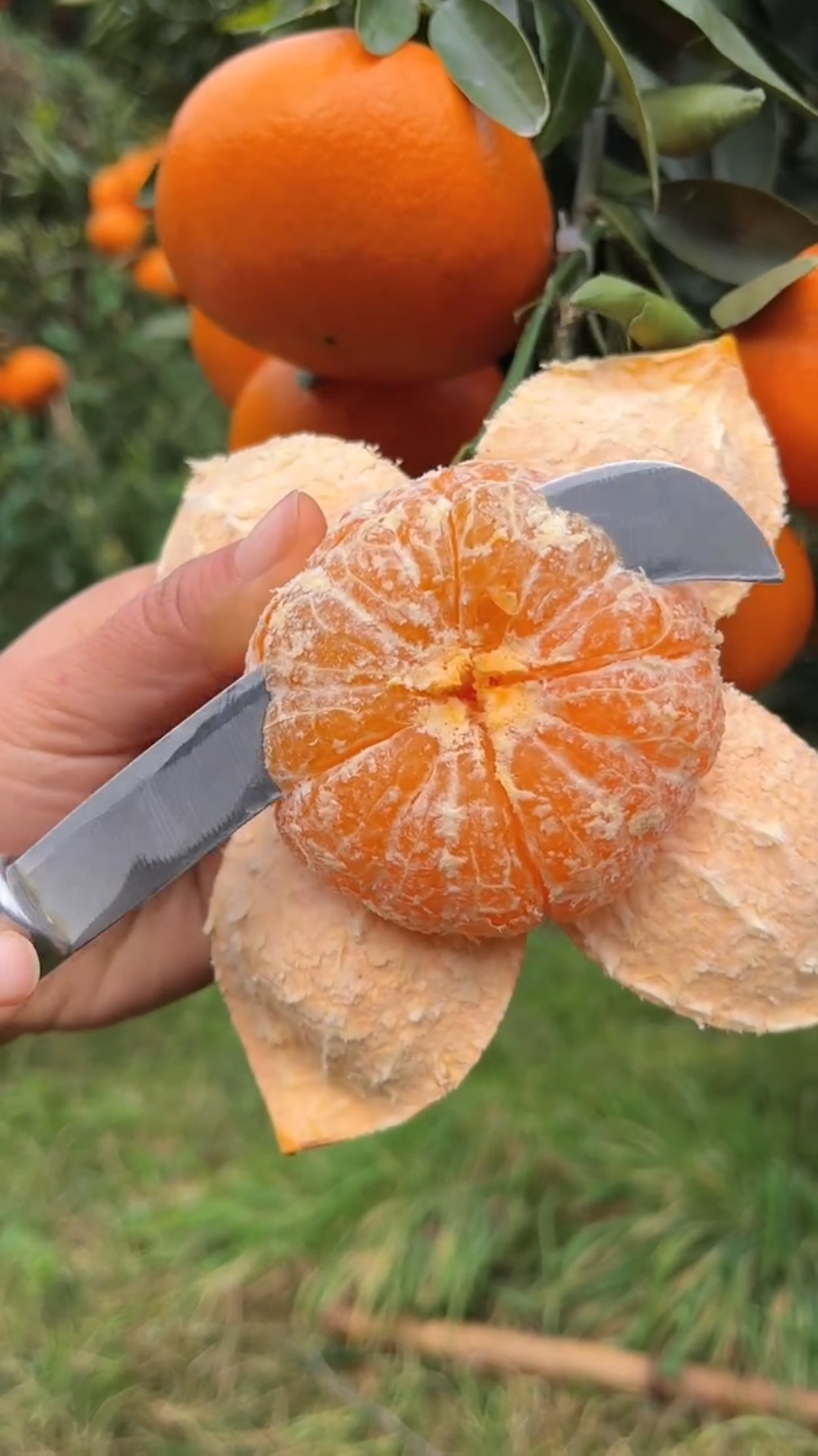 Sweet juicy orange 🍊😋 cutting very satisfying at farm #fruit #nature #fresh #orange #fruitcutting 