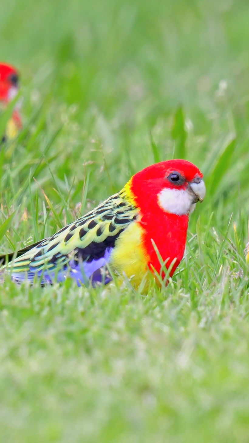 A bright red headscarf, a pristine white bow tie, and a golden, scale-patterned cape.Wildlife birds.Eastern Rosella parrots (Platycercus eximius).#easternrosella #birds #parrot 