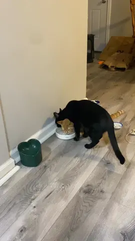 Cats will find the most inconvenient ways to do the simplest things 🤦  Via Emma Guzman