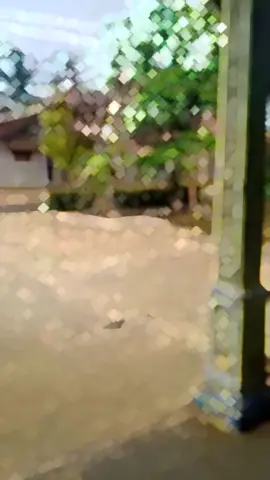 berkah jagung