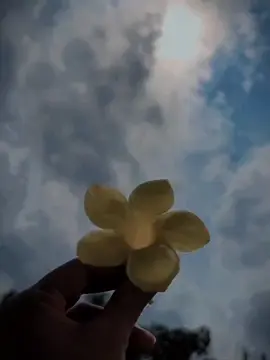 শুভ্রতা স্নিগ্ধতা মায়া সব  ফুলেই থাকে তাই ফুল সুন্দর....! 🌸🤍#foryou #foryoupage #viral #fyp #unfrezzmyaccount #trending #plzunfrezemyaccount #urmi #plzunfrezemyaccount 