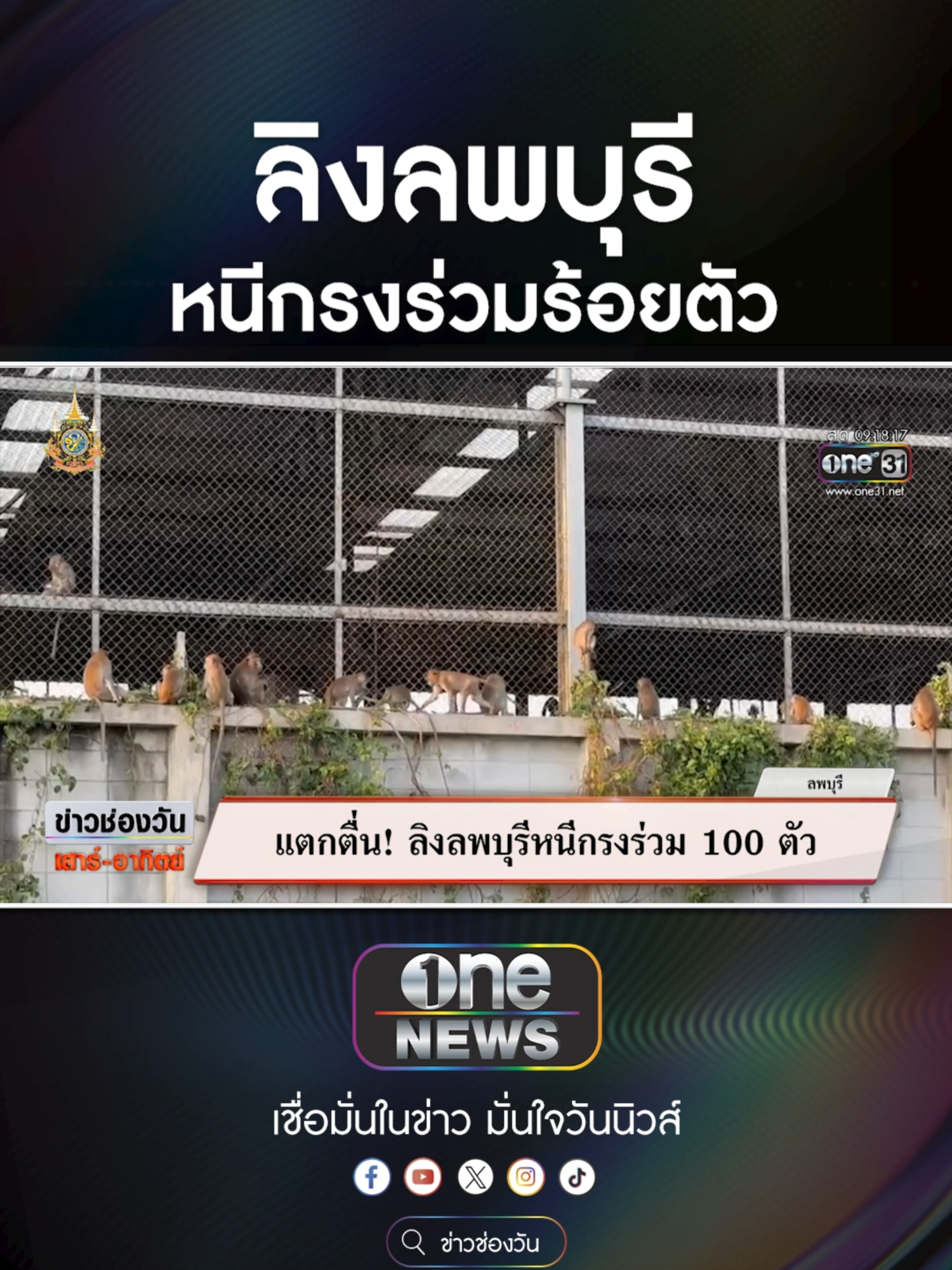 แตกตื่น! ลิงลพบุรีหนีกรงร่วม 100 ตัว #ข่าวช่องวัน #ข่าวtiktok #สํานักข่าววันนิวส์ #one31news ข้อเสนอ Motor Expo จัดให้คุณก่อนใคร มิตซูบิชิ Mega Deal จัดเต็มทุกรุ่น ส่งท้ายปี