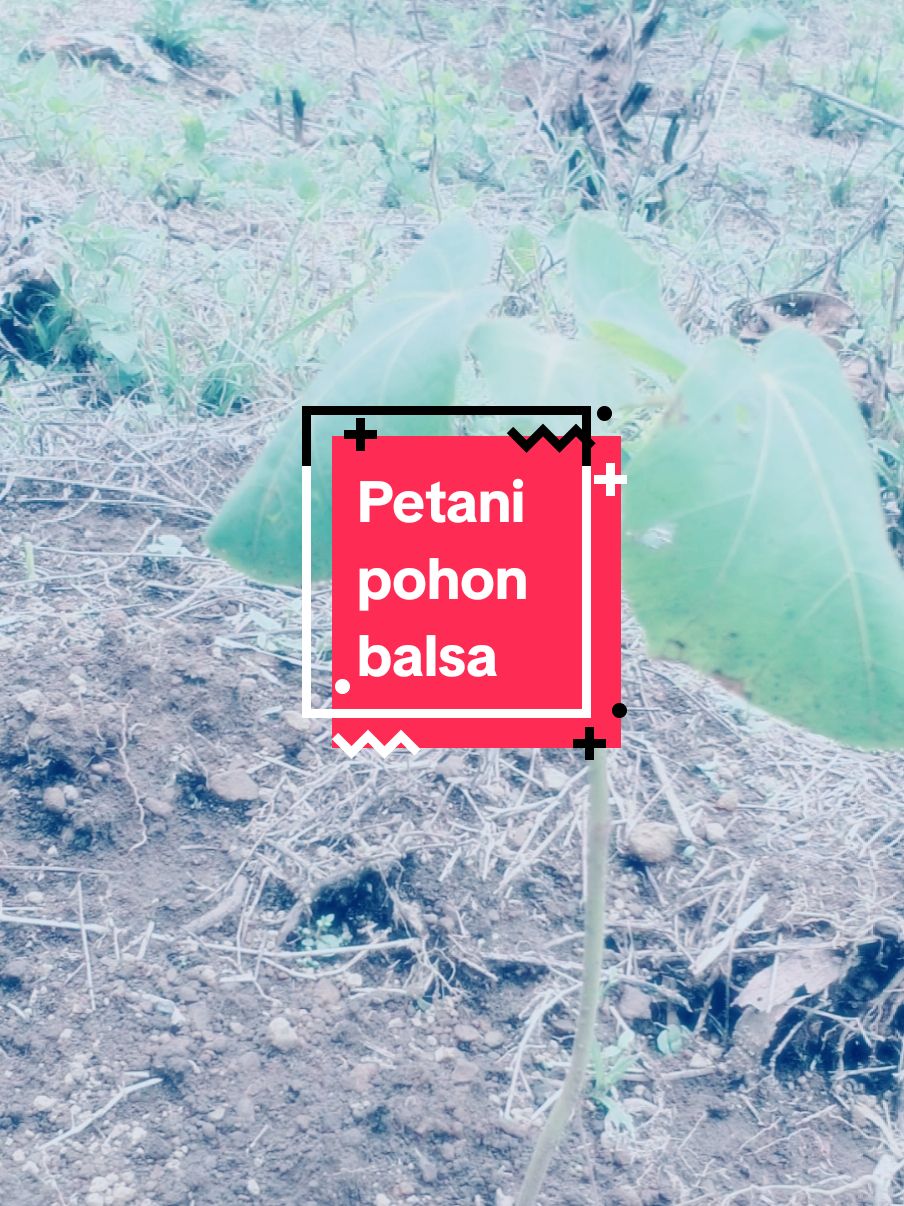 Petani pohon Balsa #petanisolid #fyp #petanimuda 