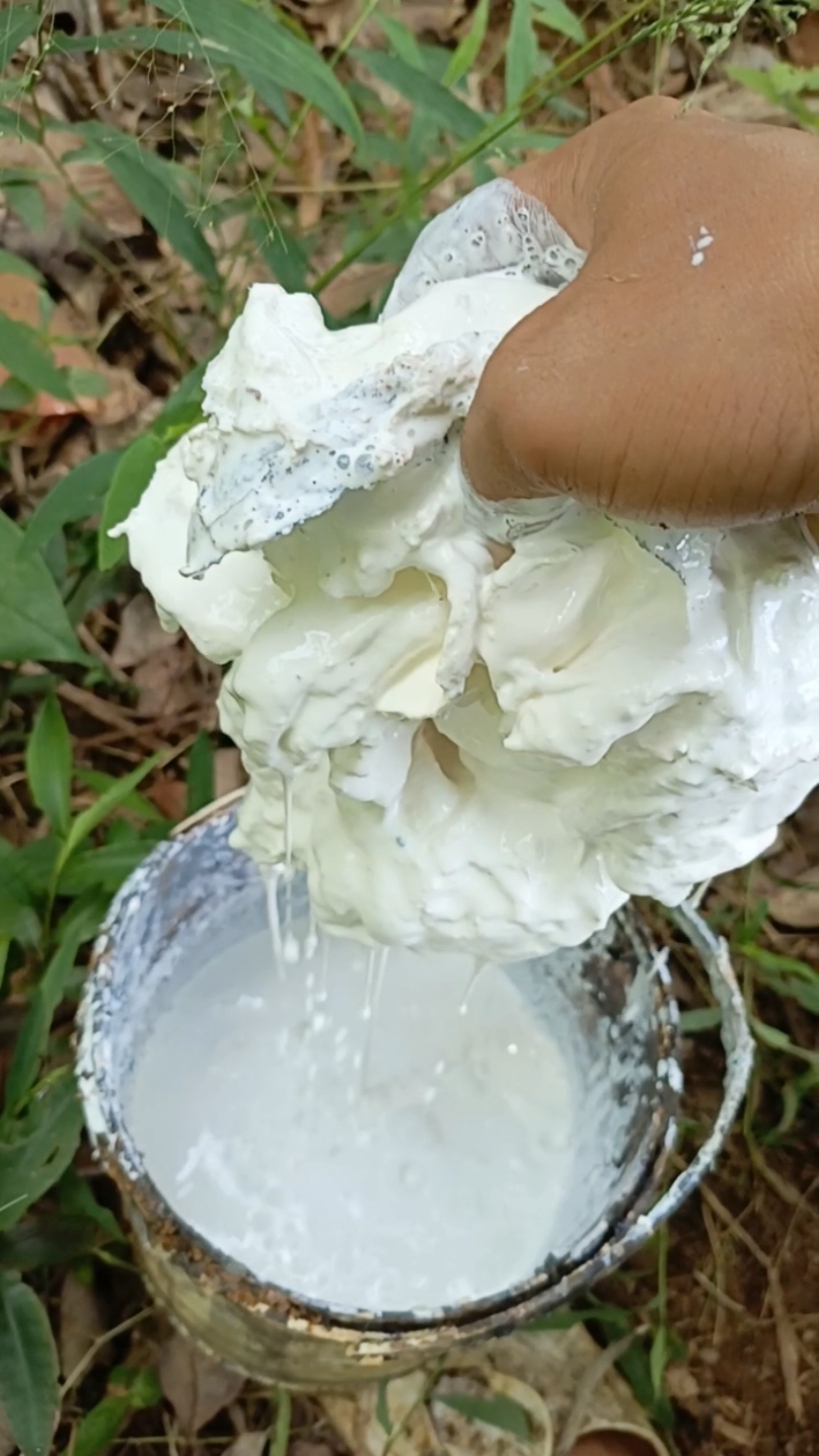 air getah karet #rubberband #rubbertree #satisfying #bibitunggul #thailand #masukberanda #fyp #latex #nyadapkaret #panen 