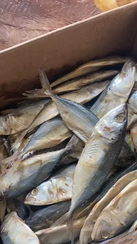 Peda putih besar