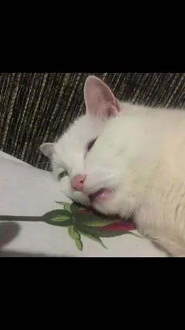 slows day at work again :( creds: @offlain  #stories #catmemes #happystory #cats #diva 