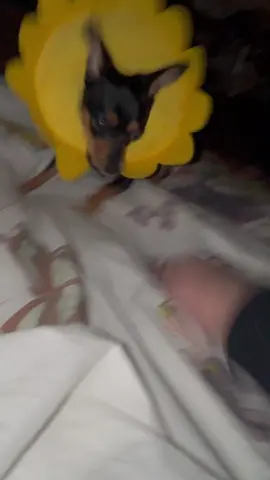 minnie is crazy #chihuahua #puppy