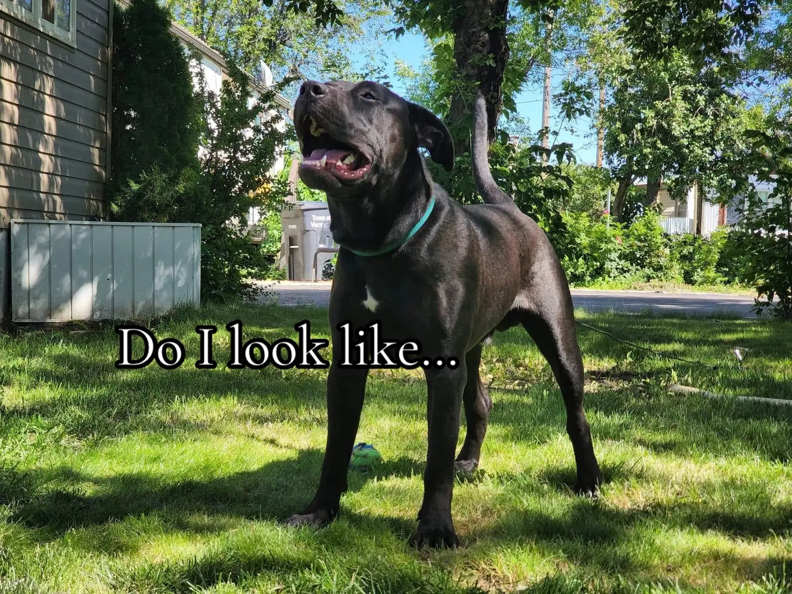 #fyp #dogcommunity #dogsoftiktok #fitdogs #DogTraining #bandoggemastiff 