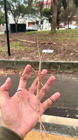 #stickinsect #walkingstick #insect #sydney 