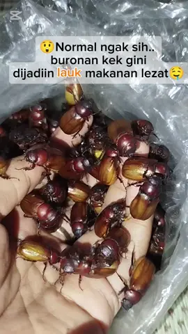 Puthol Ekstrem: Sensasi Rasa Unik! #kulinergunungkidul  #makananekstrem  #challenge  #wisatakulinerjogja  #kulinertradisional  #eksplorgunungkidul  #fypindonesia  #jogjakultural  #kuliner  #gunungkidul  #kulinergunungkidul  #MakananUnik  #viral 