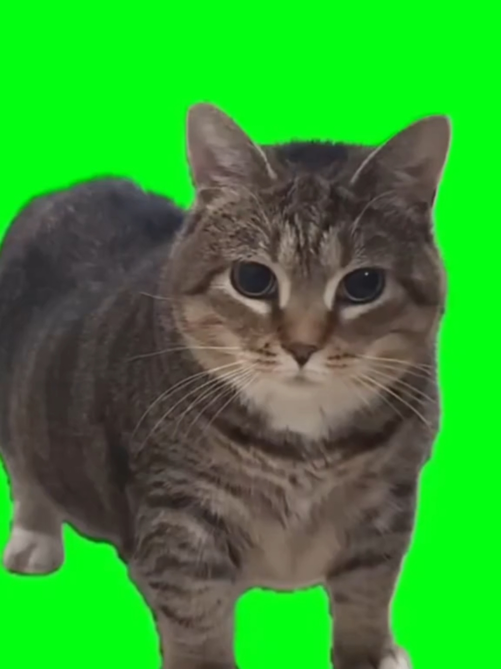 u u i a #kucing #meme #fyp #greenscreen 