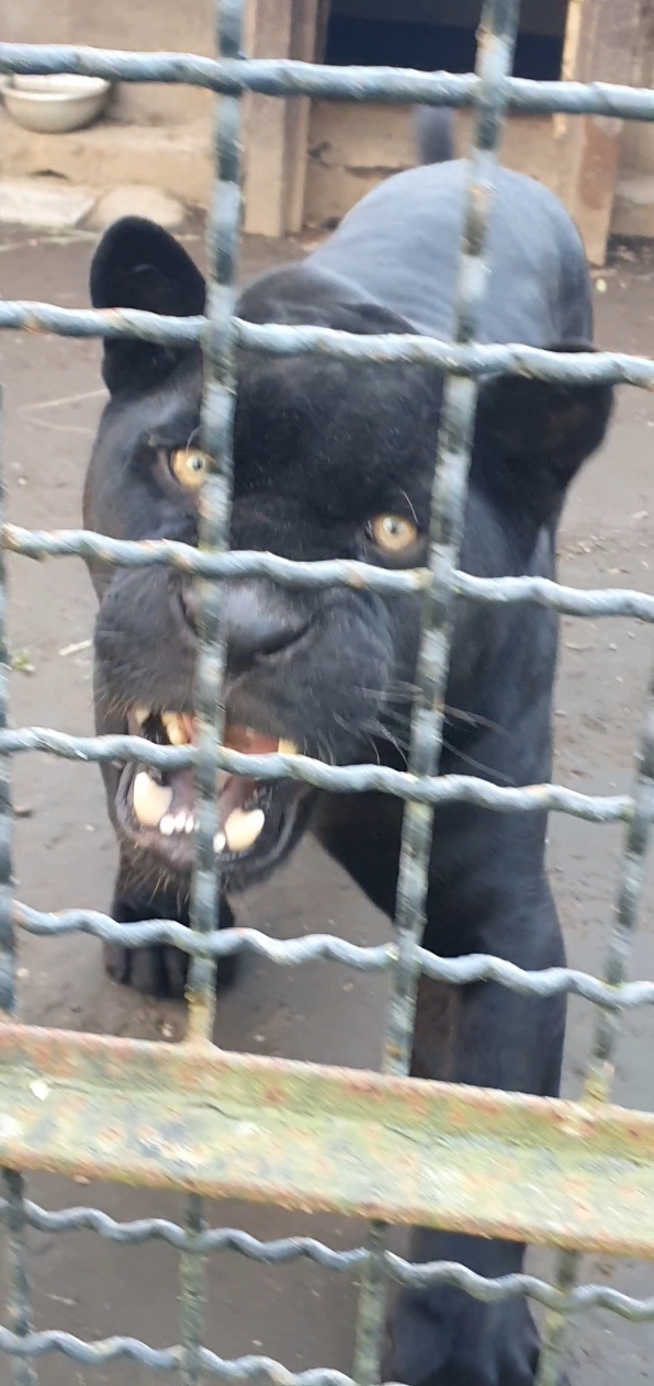 Fa le fusa il gattone  #pantera #zoodinapoli #naples #black #animals #habitat #family #perte #andiamoneiperte #romelu #giaguaro #melanico 