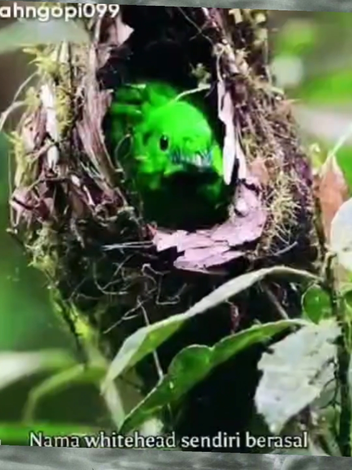 Beginilah kehidupan di alam liar, induk burung sangat teliti dalam hal menjaga keturunannya.  #hewanlangka #spesies #alamliar #lestarikan #floradanfauna #kehidupanalamliar #tiktokberitaterkini #tiktokberita #viral #fpy 