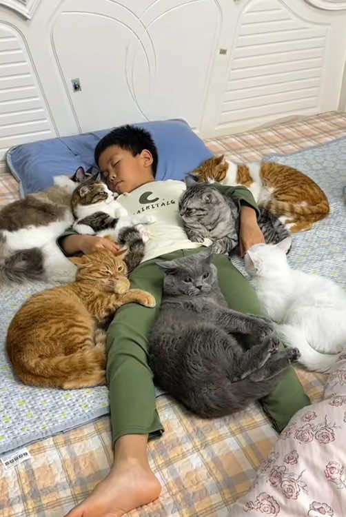 Warm and cozy family #animals #cat #tiktok #foryou #foryoupage #usa🇺🇸 