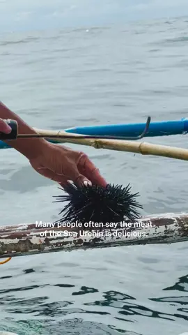 Freshly caught uni from the sea? 🌊 Now, that’s a treat. We got a glimpse into the life of a sea urchin fisherman who generously showed us how he prepares his catch for the day. 🛶 Get to know Kobebrianth “Longlong” Espinosa and the best places to get local food in Siargao on our full feature. 🐟 #fyp #featrmedia #filipinofood #uni #seaurchin #kinilaw #siargao