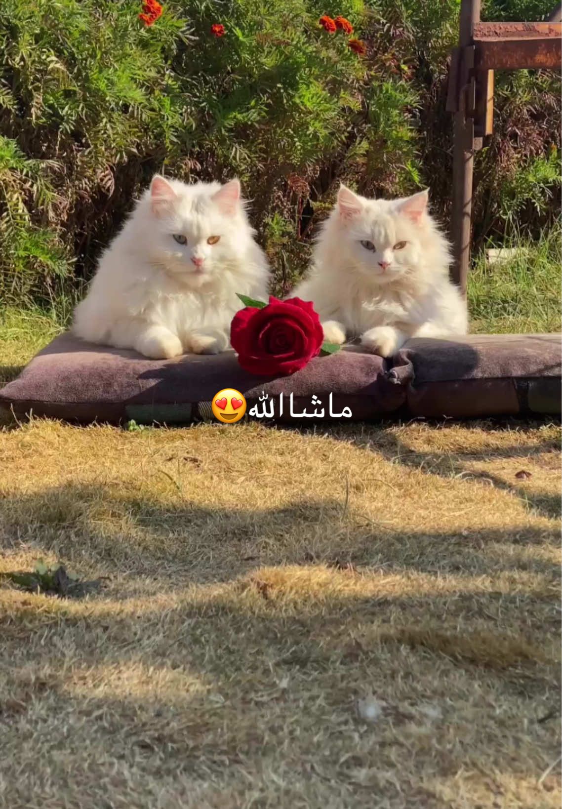 بيژن ماشاالله😍♥️#gulli #avhi #likе #cat #شعب_الصيني_ماله_حل😂😂 