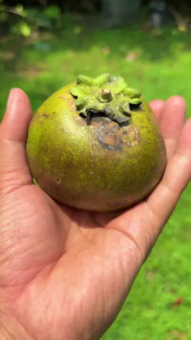 Black sapote istimewah