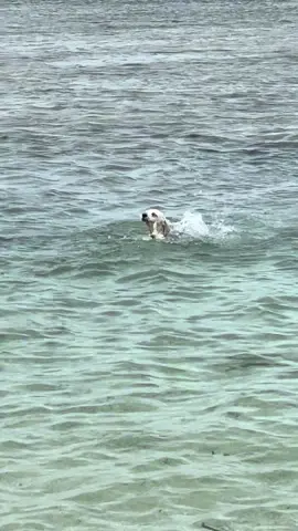 My brave little boy. First time at the beach and look at him swim 🥹🫶💙🐶🌊 #maltipoo #poodlesoftiktok #puppy #maltesedog #mydog #beach #cutedog #beach #swimming #fyp #TheRoos #TheVillasans