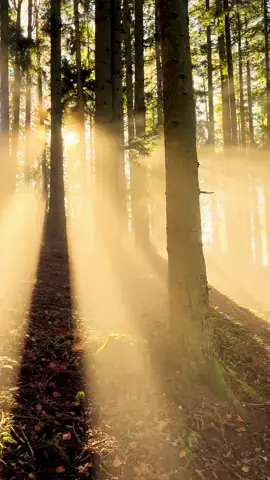 Morning in the forest 🍁🍂 . Do you like this mood 🧐 . . #lightandshadow #niederösterreich #nebel #fog #herbstfarben #november #autumn #wald #woodlovers #sunbeams☀️ #baum #licht #sun #