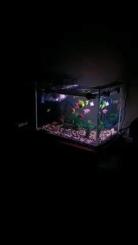 #glowfish #aquatic #aquascapeindonesia #kokiniangoldfish #fyp #viral #katakata #storytime #storywa #aesthetic #aquarium #masukberanda #fyppppppppppppppppppppppp 