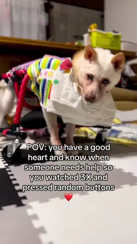 My Baby Maya ❤️ #dogs #firstvideo 