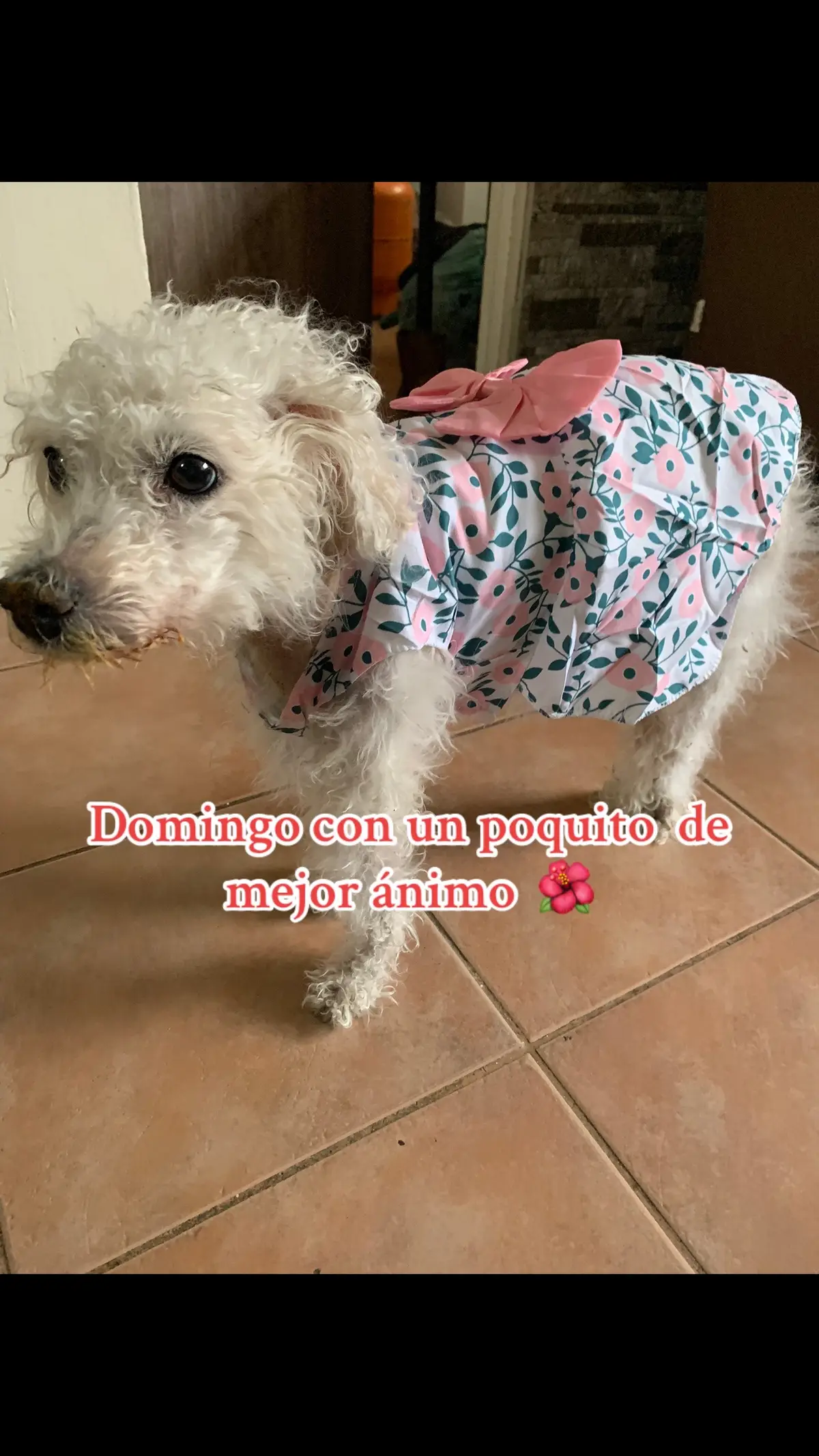 HOLA SOY  MIMI ♥️ Hoy me siento un poquito mejor 🌺pero aun falta mucho, perdi mucho peso y no tengo tanta energía como antes ! Pero me estoy esforzando para estar bien, Gracias Tios y Tias de Tik Tok por sus saludos y cariños y no olvidar que mi Mama me lee todos sus msj, comentarios y me encanta saber que me aman porque creo que ese gran amor es el que me mantiene en este Plano aun ♥️♥️♥️♥️ besos de Mimita ❤️