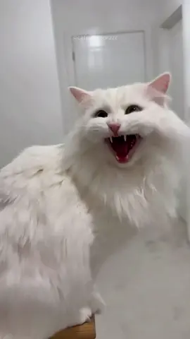 Funny cat videos episode 438 #cat #animals #funnycat #funnyvideo #funnyanimals #fyp #foryou #pet #🤣🤣🤣 