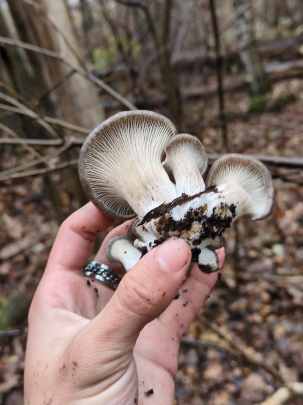 Winterpilze finden 🍄‍🟫🥶 #pilzsuche #outdoor #austernseitling #pilztok #fyp #fyy 