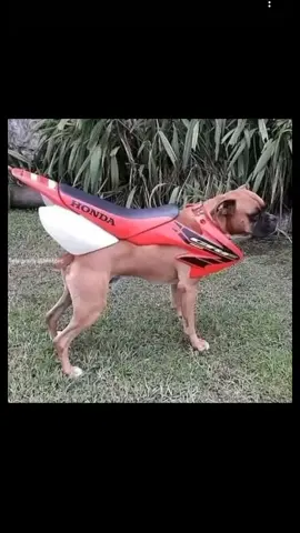 naik anjing aja naik anjing aja #motor_crff#fypppppppppppppp#sound_naik_anjing#1m_like#virallllllllllllll