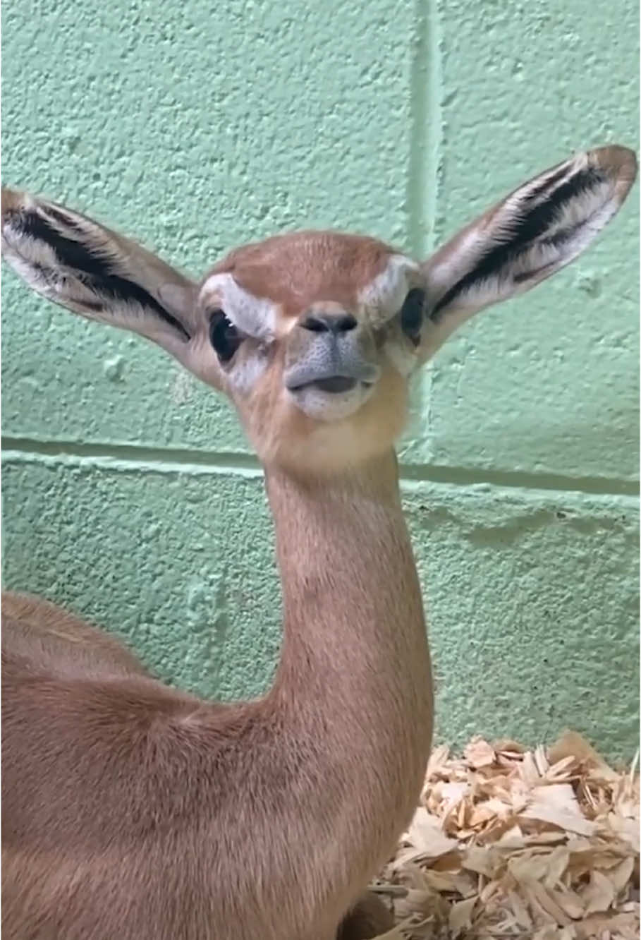 The Graceful Gerenuk #animals #animalsoftiktok #fypシ #fyp 