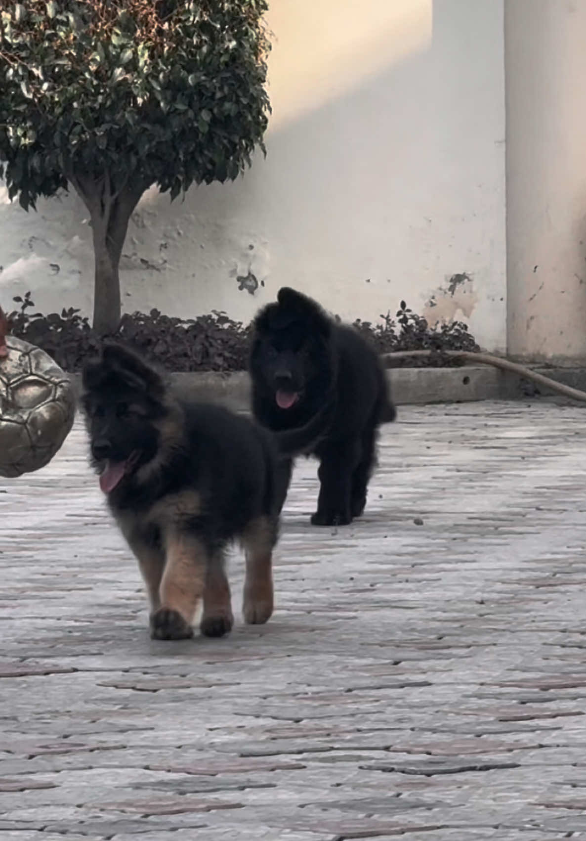 Ap ko kon sa chai ha ?? #CapCut #ghostkennel #germanshepherd #pet #dog #viral #trending #foryou #fyp #growmyaccount #unfrezzmyaccount #tiktok #foryoupage #100k #100kviews #viralvideo 