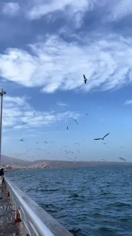 #nador_rif_lhocima #irifian♓❤❤tirifyin😍👑 #nador 