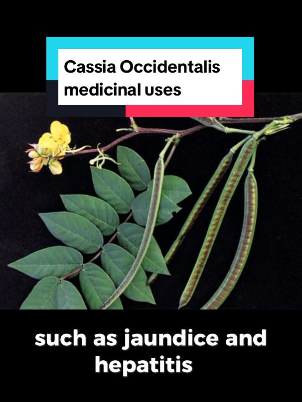 Cassia Occidentalis medicinal benefits #herbs #africa #homeremedies #nairobitiktokers #fypp #viralvideos Cassia Occidentalis, also known as Coffee Senna, is a tropical plant. All parts of this plant are utilised as medicine and food by many people worldwide. The seeds are frequently used as a coffee replacement. The plant’s phytochemical evaluation has revealed that it is high in carbohydrates, alkaloids, saponins, bioflavonoids, resins, sterols, terpenoids, anthraquinones, balsam, and other nutrients. All of these compounds demonstrate that Senna occidentalis has a high potential for application as a phytomedicine. Examples, Laxative: Used to treat constipation Hepatoprotective: Used to treat liver ailments. Antimicrobial: Used to treat bacterial and fungal disorders The seed and flower infusion is used to treat bronchitis and asthma. The roots and/or leave decoction is used to treat Anemia, jaundice, gonnorrhoea, UTI, liver problems, T.B, ringworms, itching and bone fracture.