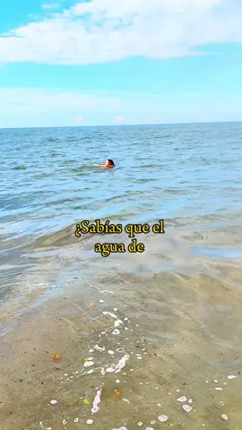 ¿Lo sabías? 🌊☀️🌴Esto lo explica todo ☀️🌴🌊El agua  de Mar contiene 80 minerales de los  cuales 15 son esenciales para la vida humana? Durante un baño de Mar, estos minerales esenciales pueden ser abosrbidos a través de la piel y aunque sean pequeñas cantidades las que se absorba, esto ayuda a relajar los músculos, reducir el estrés, la presión arterial,el agotamiento, la ansiedad y promover la circulación sanguínea. Baños de mar de entre 30 y 60 minutos son ideales para aprovechar estos beneficios. Los 15 minerales esenciales para el cuerpo humano están presentes, en mayor o menor medida, en el agua de mar. El agua de mar es rica en una variedad de minerales y oligoelementos, muchos de los cuales son esenciales para el funcionamiento del cuerpo. Sin embargo, su concentración varía y algunos están en niveles más altos que otros.  Algunas minerales esenciales para el cuerpo humano presentes en el agua de mar: Calcio,Magnesio,Potasio, Sodio, Cloro, Azufre, fósforo  También están presentes oligoelementos como: Yodo, Hierro,Zinc, Cobre, Manganeso, Molibdeno, Cromo, Selenio  ¡Agua de Mar, agua bendita y sanadora! #mar  #naturaleza #naturelovers  #playa #aguademar #ocean #sabiduriancestral l #seawater #playas #SabiasQue 