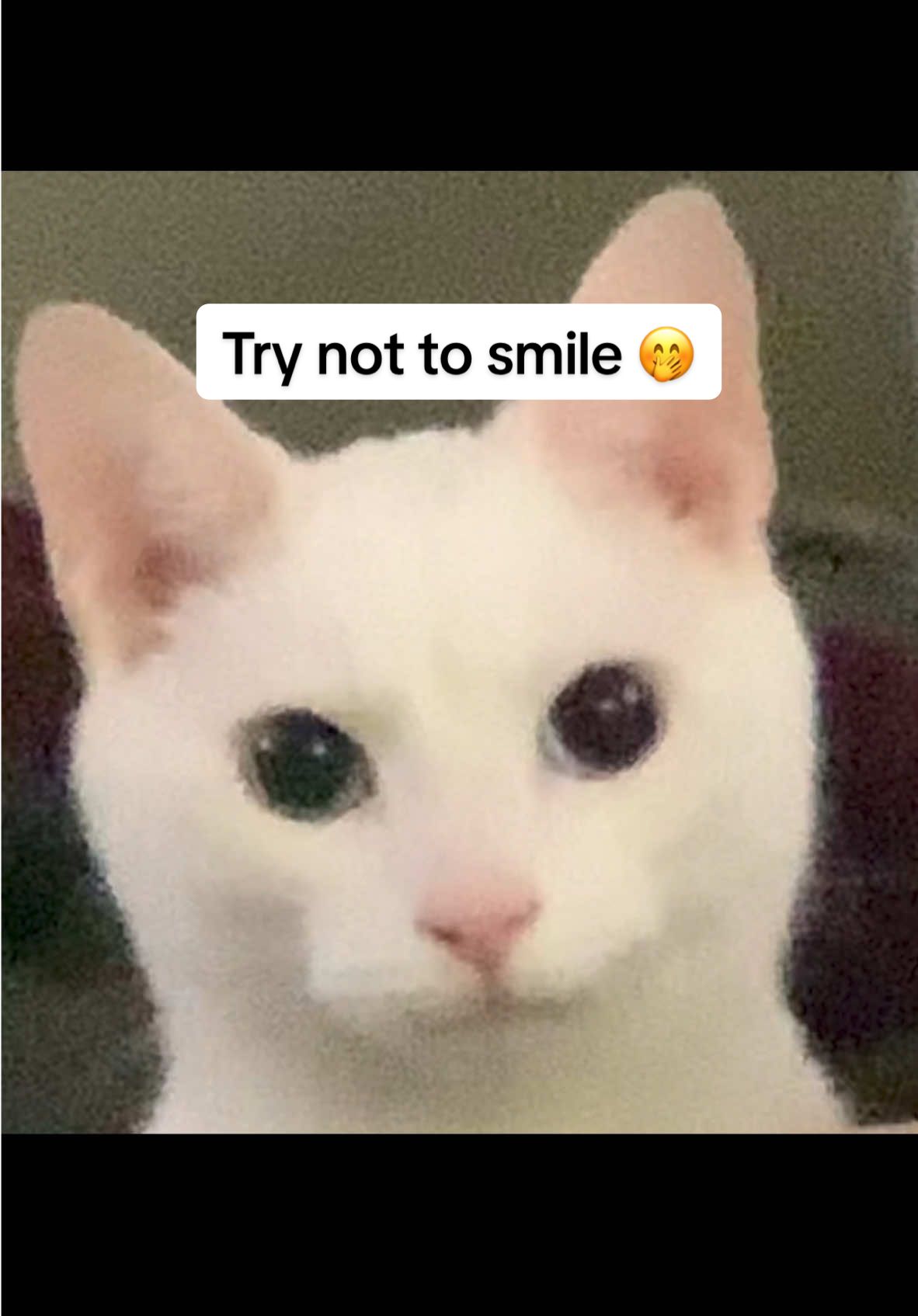 Try not to smile: level impossible 🤭 #catsoftiktok #catlover #storytime 