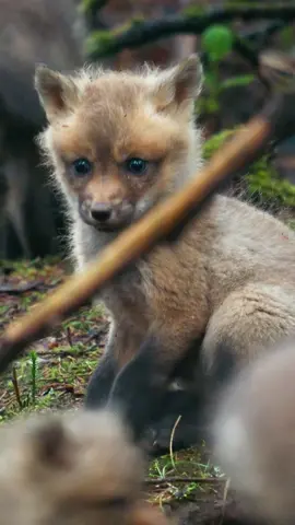 Adventure is out there! And these baby red foxes have clearly found it 🦊😂 While their parents are out hunting for food, the little pups spend the day honing skills of survival through pouncing, stalking, and playing. 🎥: #AmericasNationalParks