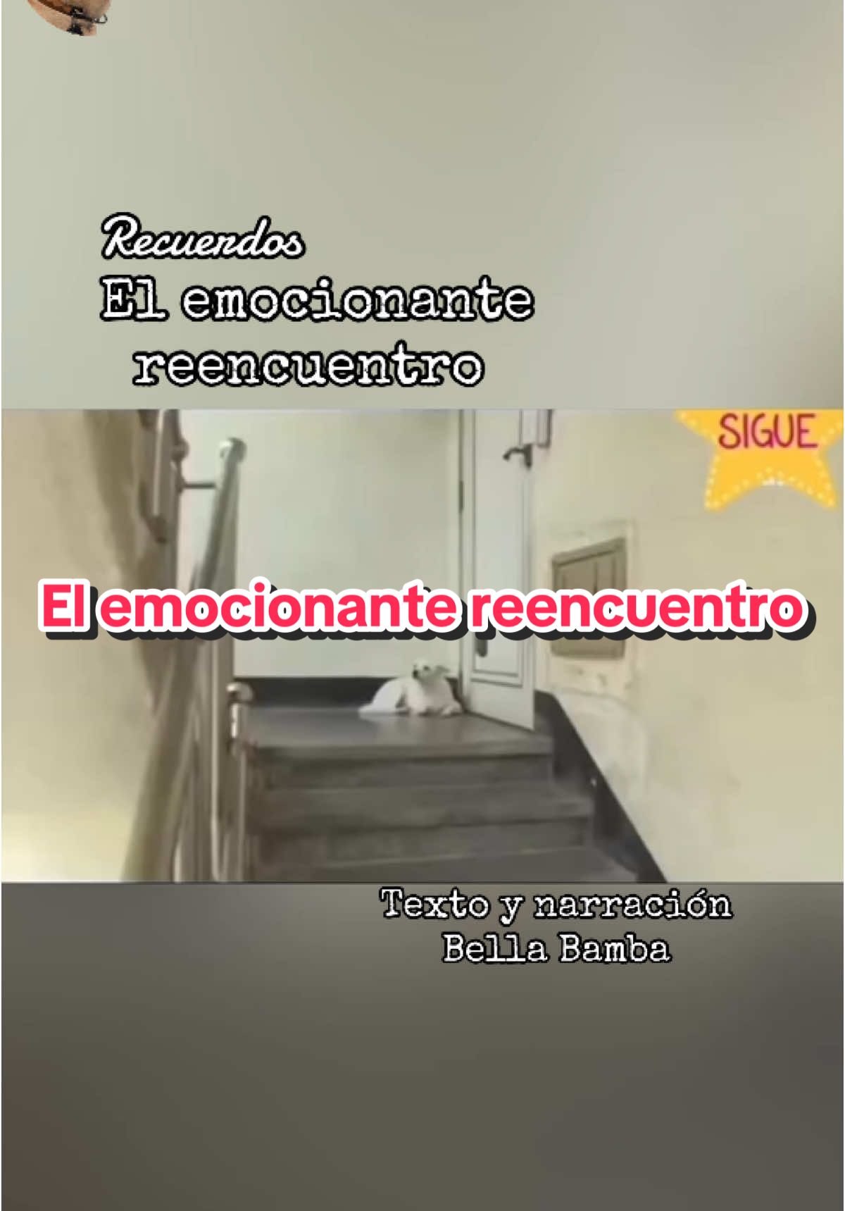 El emocionante reencuentro #historiasdeanimales #bellabamba #historiasdeperros #perros 