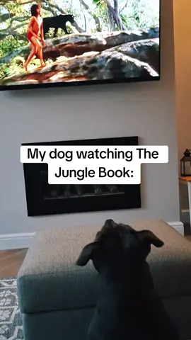 My dog thinks she's the new  member of the pack🐺🐾 #thejunglebook #staffylove #bluestaffy 