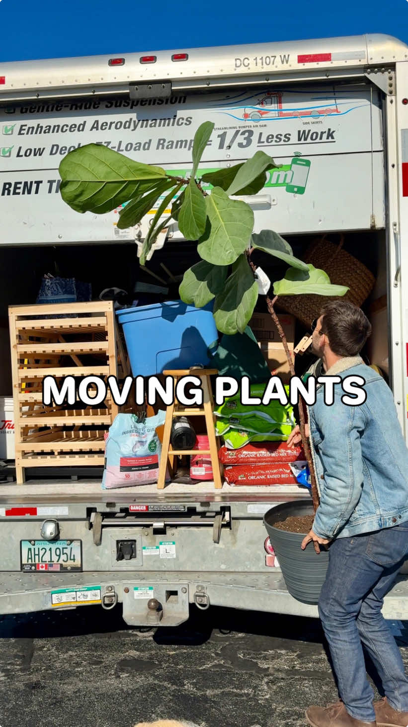 SAVE this for plant-moving tips!⁣ ⁣ Keep temps consistent 🌡⁣ Most tropical plants can’t survive in temps below 50, but you also don’t want to expose them too super hot conditions either. The season you’re moving in and the area you’re moving too will dictate which of your plants can be put in an unconditioned trailer, or which should be riding shotgun. If you do have to throw the larger plants in the back of a Uhaul with colder temps, try a cordless space heater⁣ ⁣ Brown paper protects leaves 🍃⁣ There’s a reason many plants you buy online arrive packaged in brown paper, and it definitely helps protect the leaves from cold wind bursts and physical damage. I didn’t need to do that in this move to Michigan since I wasn’t moving that many larger plants, but it does help a lot. ⁣ ⁣ Pack plants close together 🪴🪴 ⁣ The more you can limit a plant’s movement during the drive the better. Leaning on each other can reduce the changes of them falling down, and sometimes I’ll slide cardboard in between the pots so they don’t bang together and crack. It’s all about reducing the airspace between the plants + pots and shredded cardboard works well as a filler.⁣ ⁣ This move was pretty stress free from a plant perspective and I can’t wait to watch these babies grow in the new house 🏡 . . . . #movingplants #planttips #planthelp #plantdad 