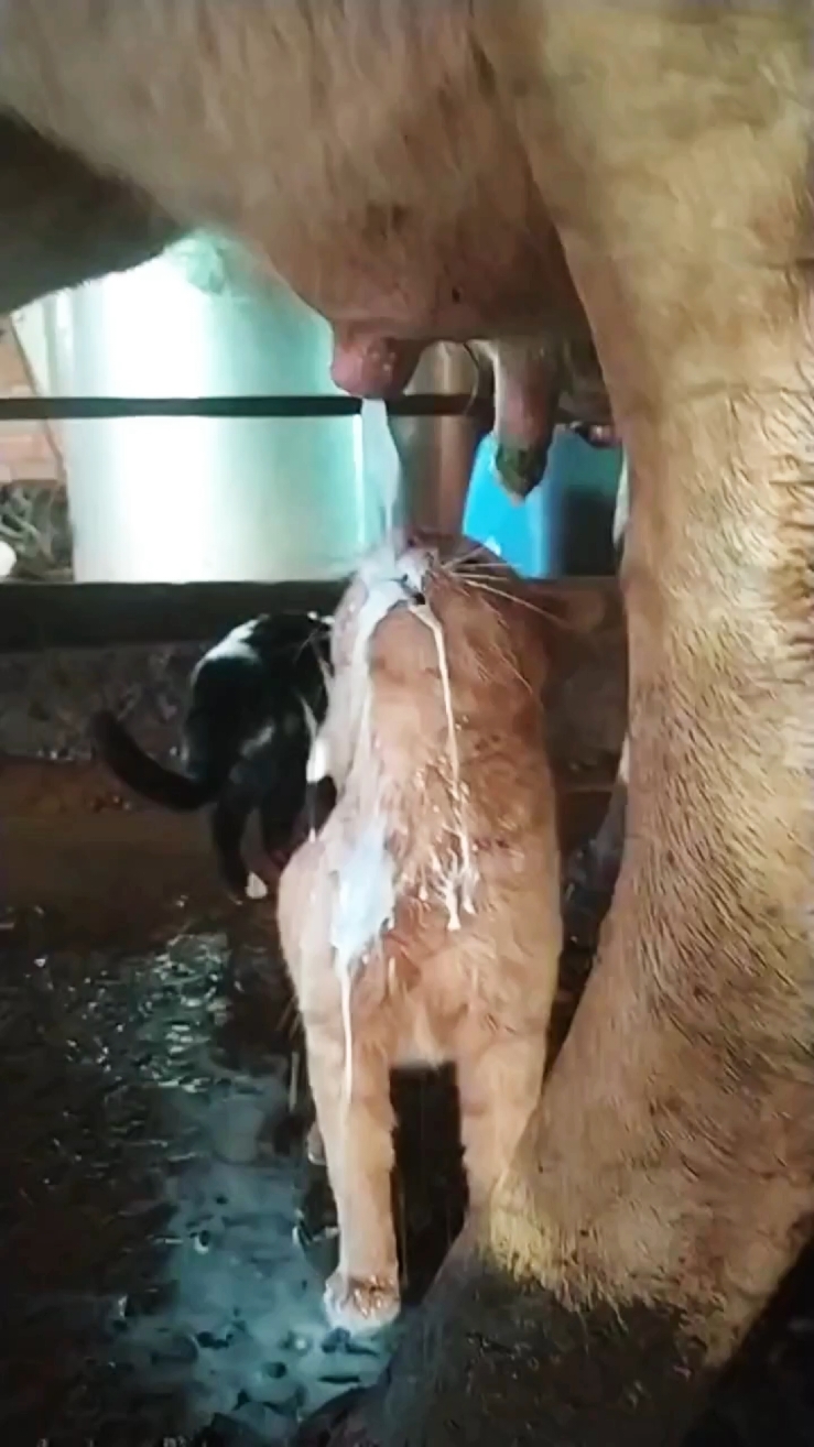 🐄🥛🐱 حليب البقر يمكن أن يسبب مشاكل هضمية شائعة للقطط، وذلك لأن معظم القطط تصبح غير قادرة على هضم اللاكتوز بعد مرحلة الفطام. اللاكتوز هو نوع من السكر الموجود في حليب البقر، وعندما لا تستطيع القطط هضمه، يمكن أن يؤدي إلى عدة مشاكل مثل: ●الإسهال ● التقيؤ ●الغازات والتقلصات ● الانتفاخ من الأفضل تقديم بدائل حليب خاصة بالقطط، مثل الحليب الخالي من اللاكتوز أو التركيبات الخاصة المتوفرة في المحلات البيطرية، فهي تحتوي على العناصر الغذائية المناسبة للقطط دون التسبب بمشاكل هضمية. Cow's milk can cause common digestive issues in cats because most cats become lactose intolerant after weaning. Lactose is a type of sugar found in cow's milk, and when cats can't digest it, it can lead to several problems such as: ● Diarrhea ● Vomiting ● Gas and cramps ● Bloating It is best to provide milk alternatives specifically made for cats, such as lactose-free milk or special formulas available in pet stores. These contain the right nutrients for cats without causing digestive problems. #cat #catlover #نصائح_مفيدة #نصائح #vettech #vetschool #vetschoolproblems #medecine #info #vétérinaire #veterinaire #animaldoctor #معلومات_بيطرية #بيطرية #veterinarian #vet #vetlife #veterinaria