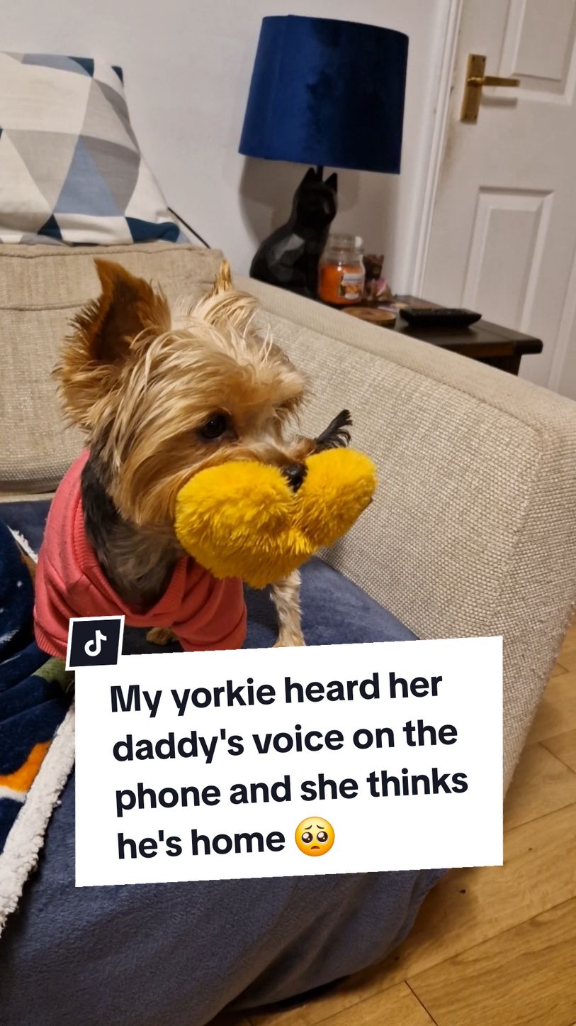 Wish I could tell her he'll be home soon! #yorkiemom #yorkiesoftiktok #yorkiesofficial #yorkiemommy #yorkiemummy #yorkiemum #yorkieslife #yorkshire_terriers #yorkshire_terrier #yorkiedad #yorkiedaddy 