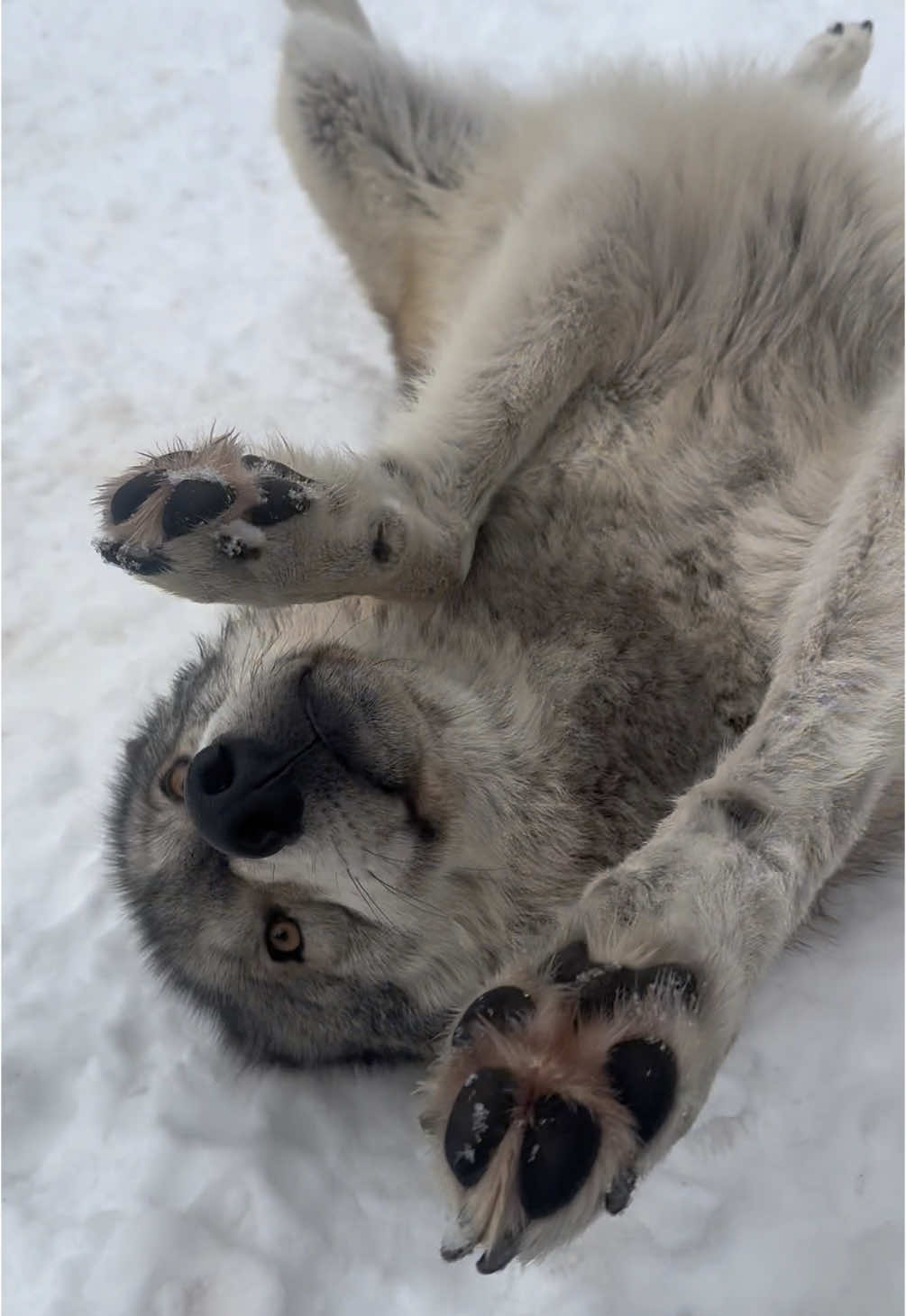 Some Denali clips to brighten up your Sunday ☺️  #wolf #bellyrubs #Denali #wolfsanctuary #NOTpets #Colorado #wolves