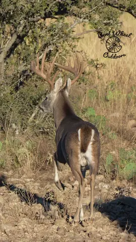 Whitetail season is in full swing!  . . . #hunting #whitetail #whitetaildeer #wildlife #wildlifephotography #wildanimals #texas #naturephotography #nature #fyp #foryoupage #bentwheel 