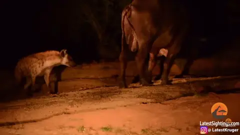 Hyena attacks buffalo’s testicles #hyena #buffalo #nature 