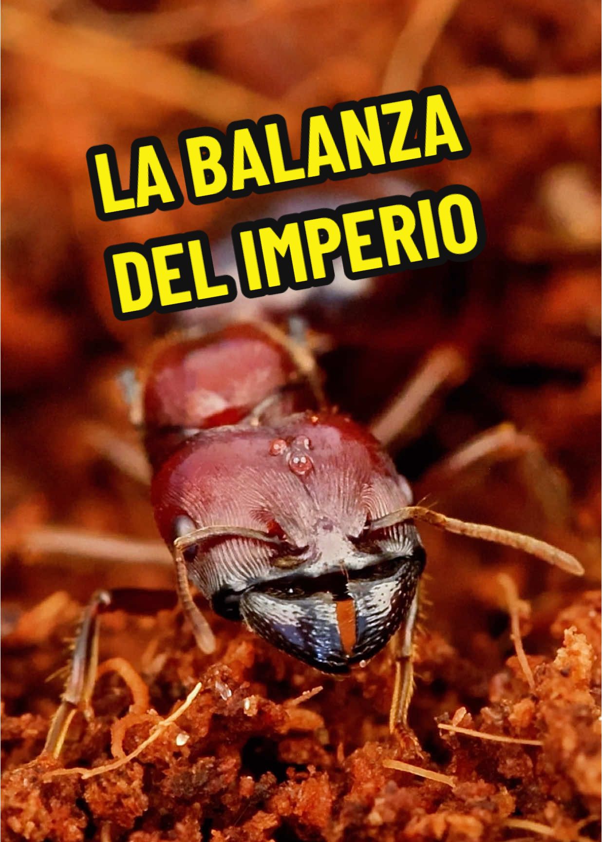 El imperio tanque puede colapsar #hormigas #naturaleza #insectos #curiosidades #hormiguero #anthouse #berserker #viral #animal 