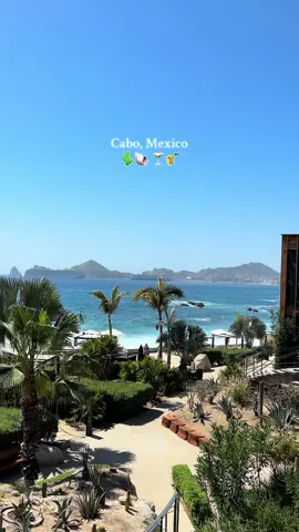 This is your sign to visit #cabosanlucas  #mexico #cabo #travel #viral #fyp #foryou #ocean #whales #diving 